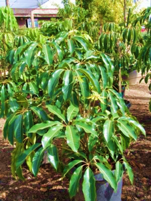 Tupiadanthus Calyptratus