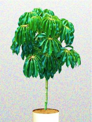 Tupidanthus Calyptratus