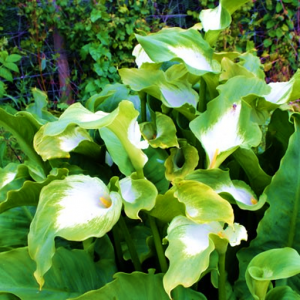 Zantedeschia Green Point