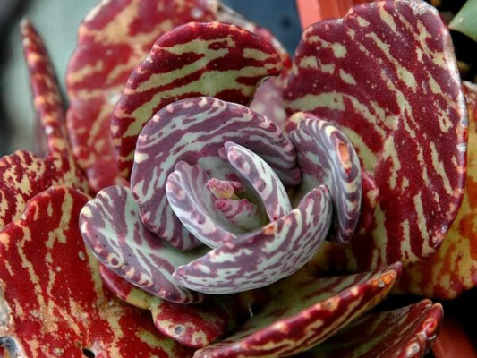 kalanchoe Humilis