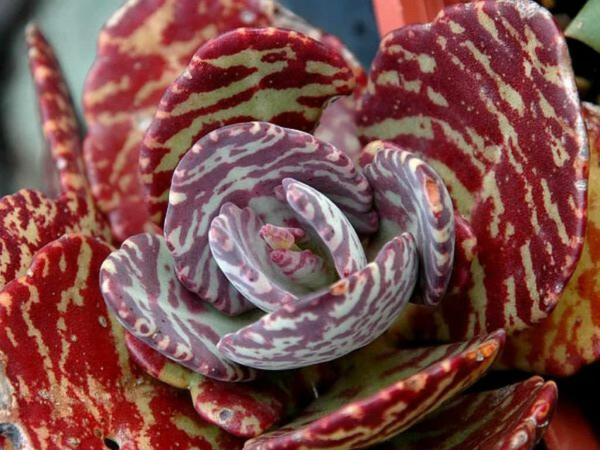 kalanchoe Humilis