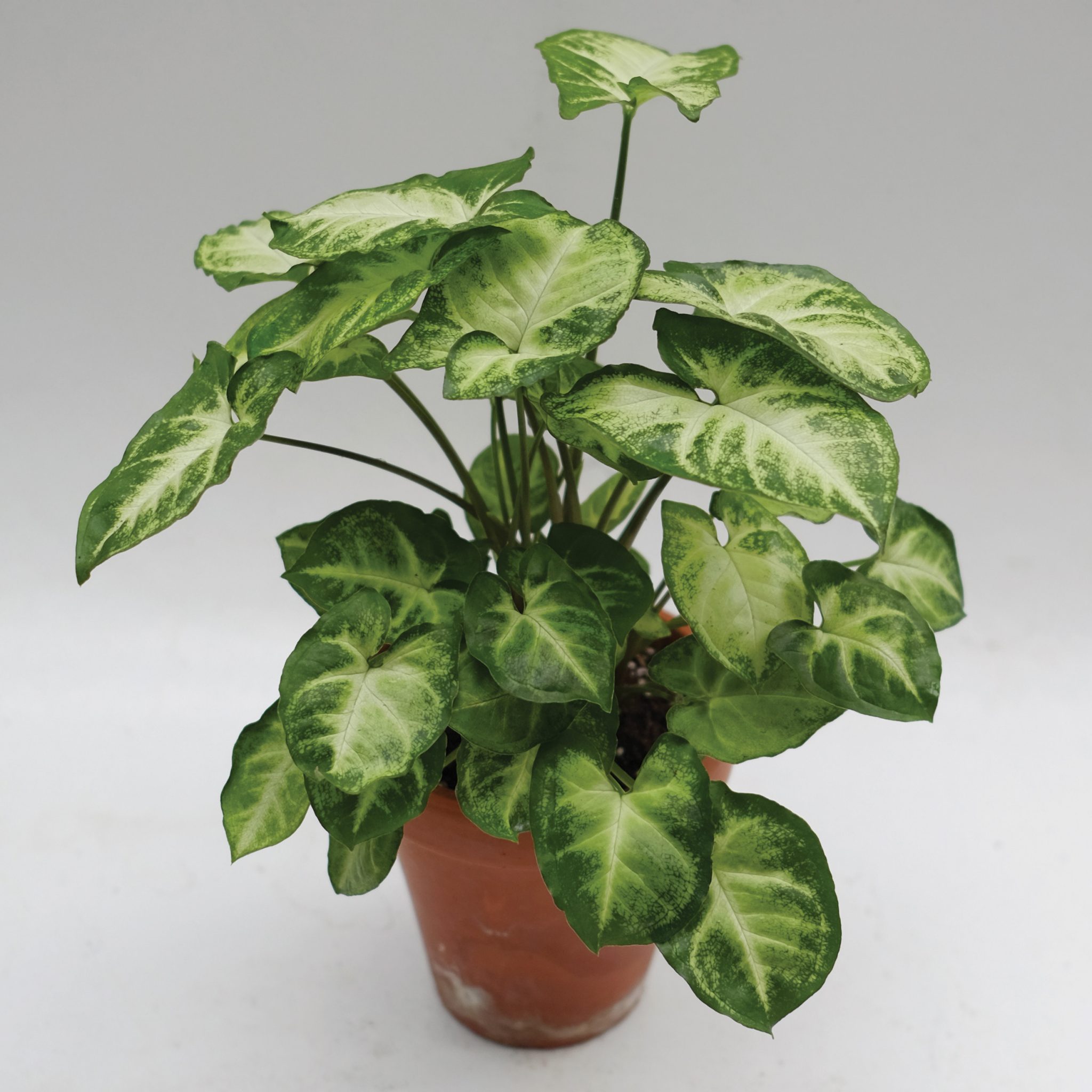 РЎРёРЅРіРѕРЅРёСѓРј podophyllum