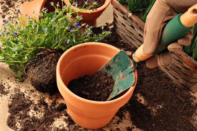 Acidic Soil For Potted Plants