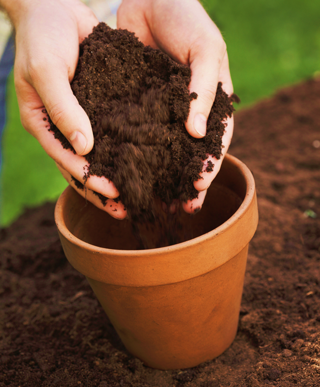 Alkaline Soil for Plants in Pots