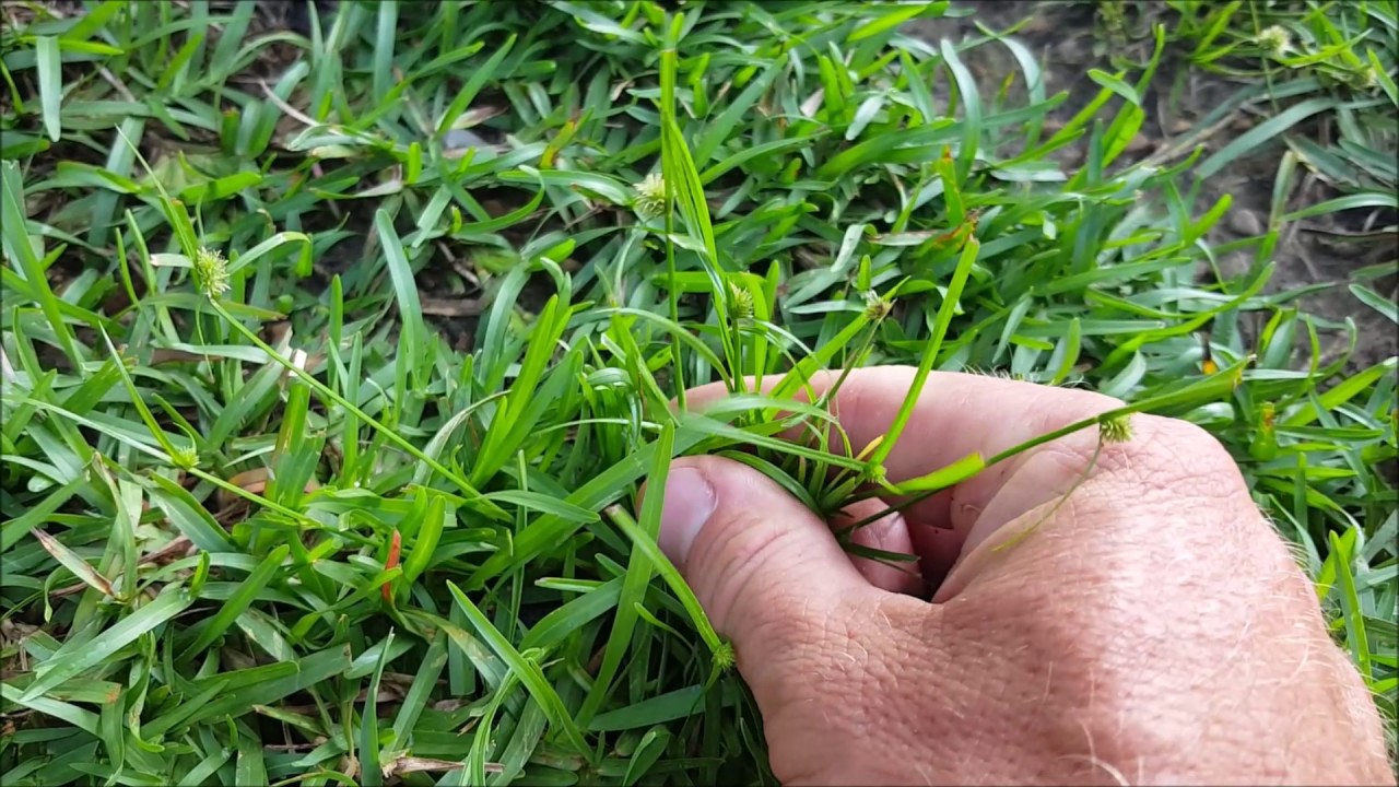 All you need to know about Common couch grass weed