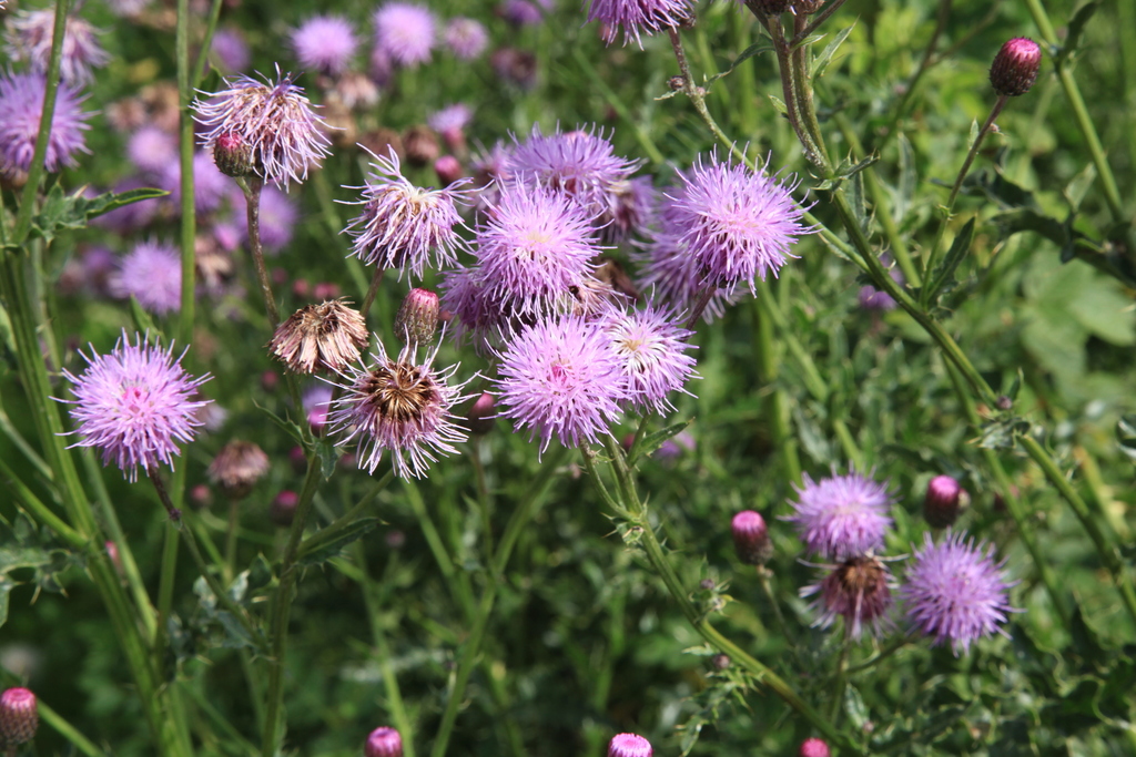 All you need to know about Creeping thistle weed