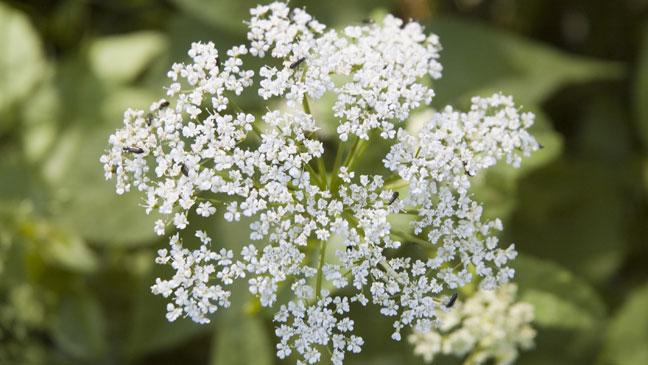 All you need to know about Ground elder weed