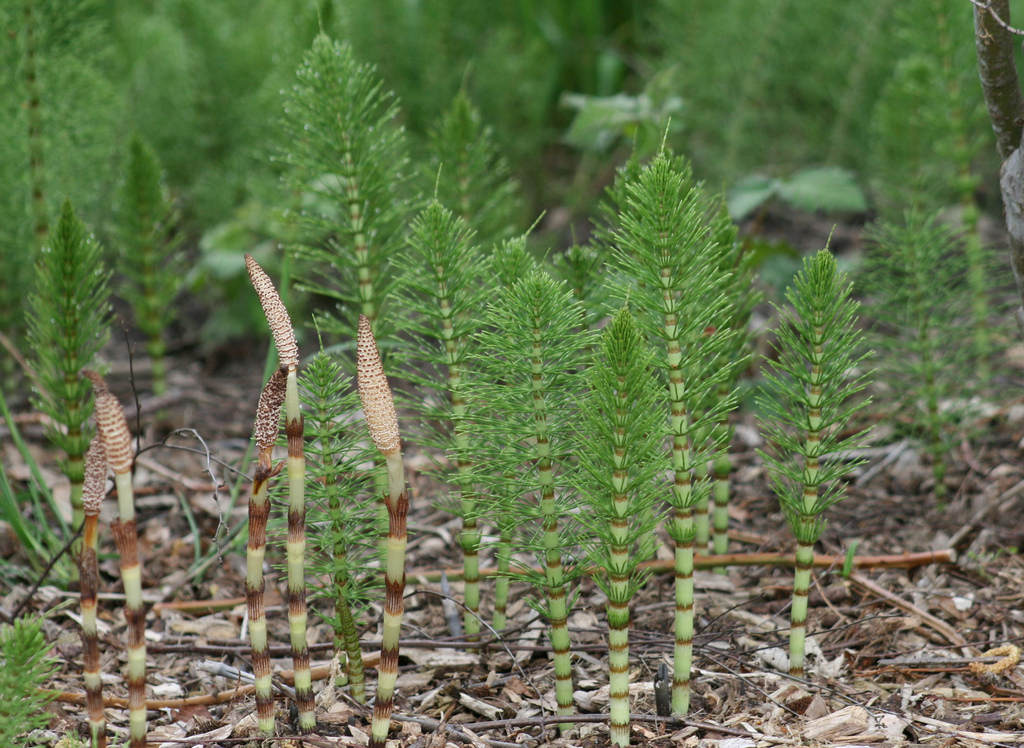 All you need to know about Horsetail weed