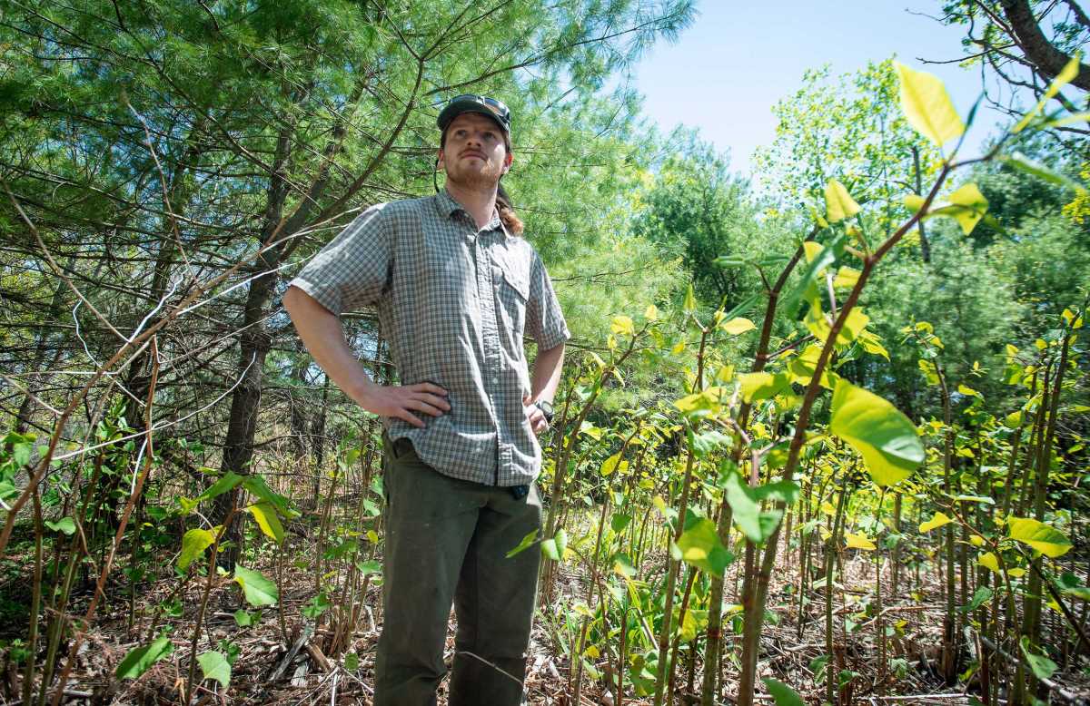 All you need to know about Japanese knotweed weed