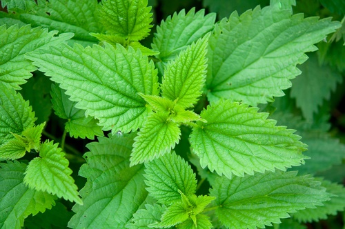 All you need to know about Stinging nettles weed