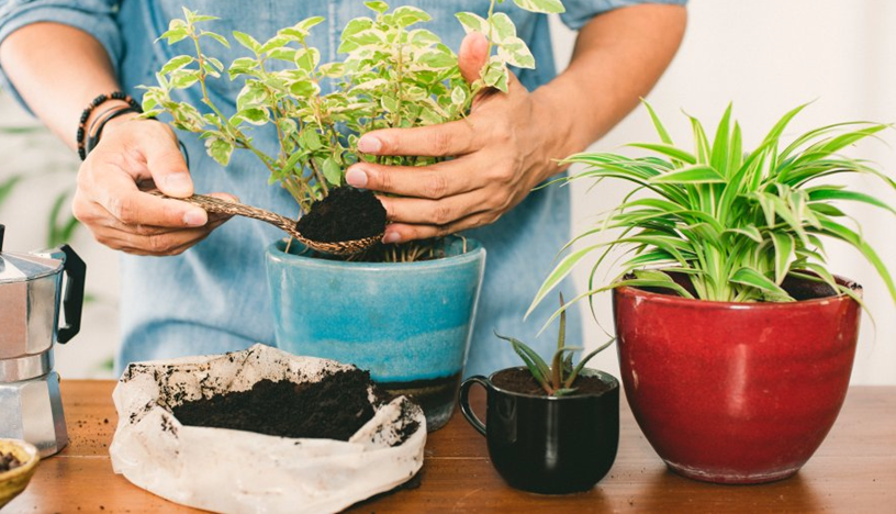 Balanced Fertilizing Plan for Indoor Container Gardening