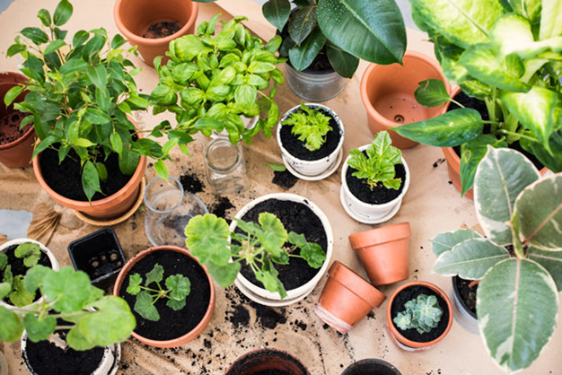 Beginner's Guide to Indoor Container Gardening