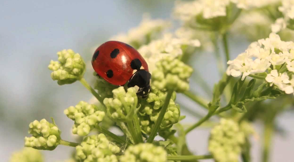 Beneficial Insects for Plants in Container Gardens