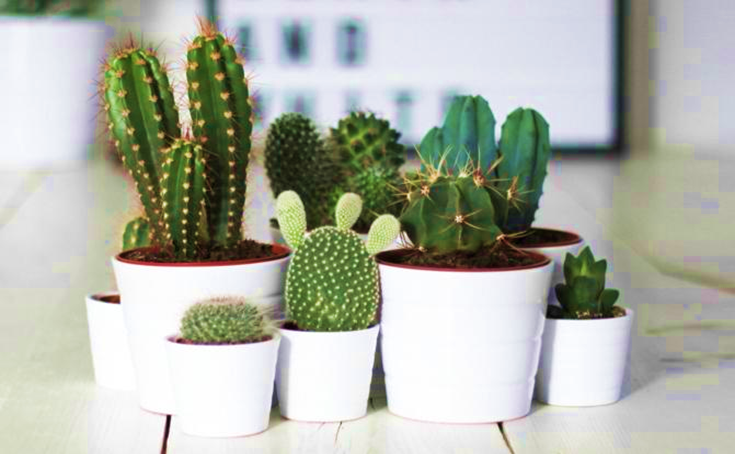 Best Cactus Plants for Containers