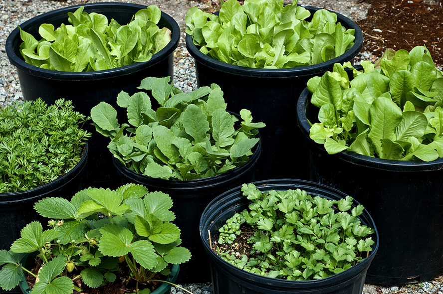 Best Containers to Grow Vegetables