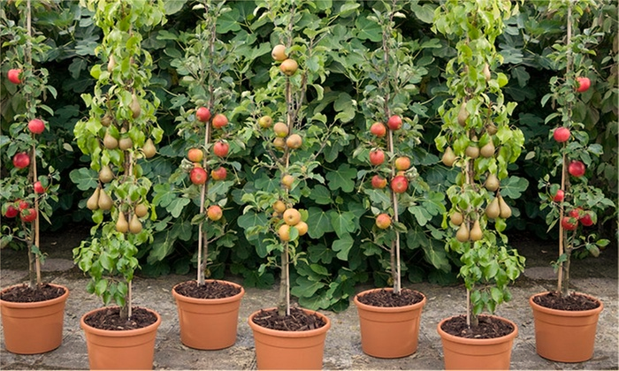 Best Fruits for Container Gardening