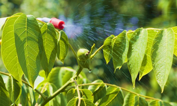 Best Fungicides for Potted Plants