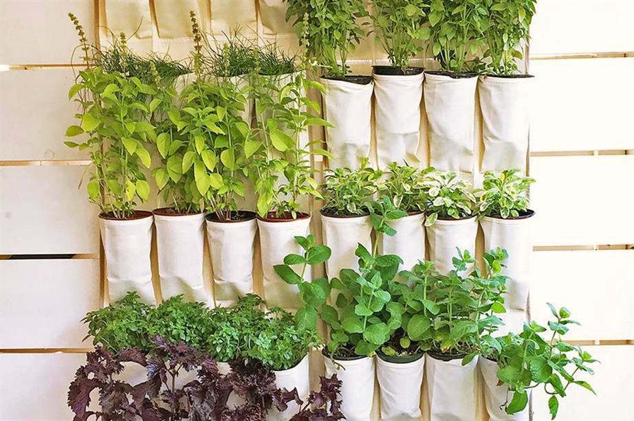 Best Plants for Pocket Containers