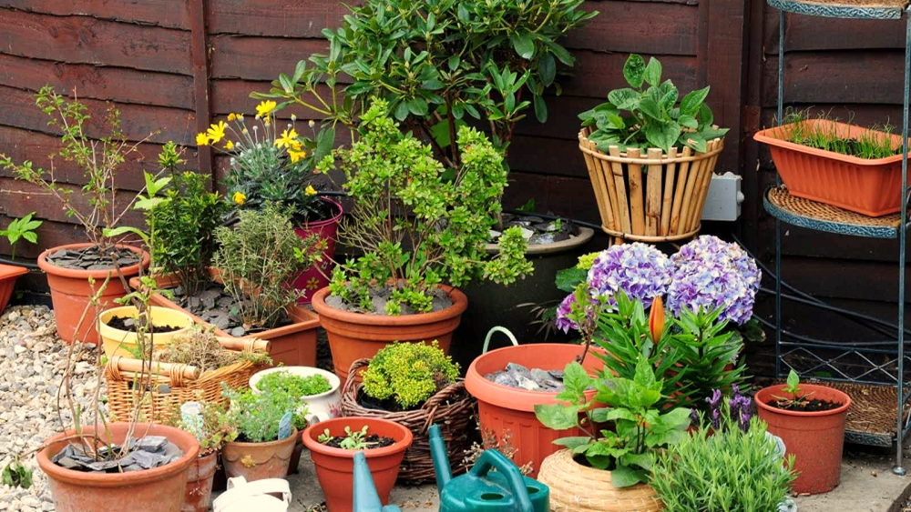 Best Pots for Container Gardening
