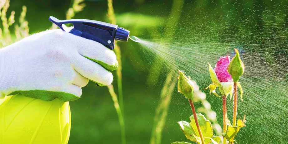 Botanical Pesticides for Container Plants
