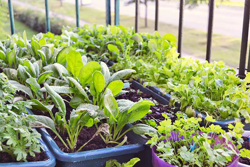 Choice of Plants to be Grown in Container