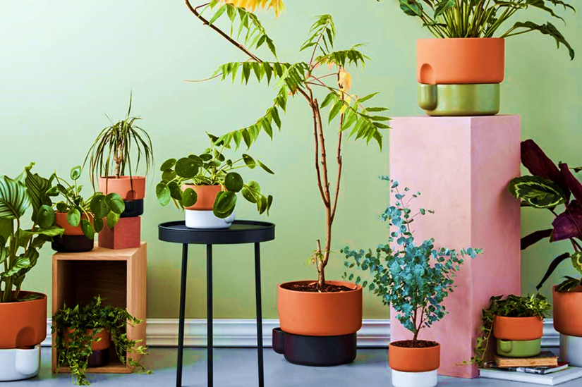Choosing the Right Plants for Indoor Container Gardening