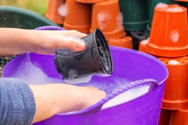 Cleaning-Up the Plant Containers