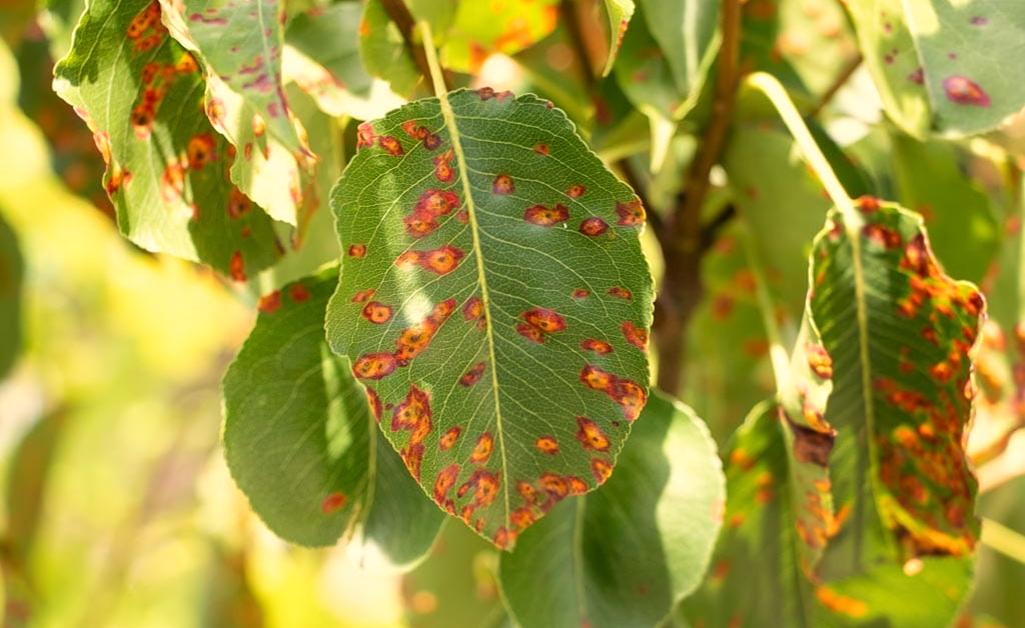 Diseases Affecting the Plants in Container Gardens