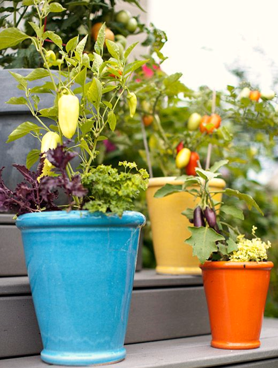 Easy Ways to Grow Plants in Containers