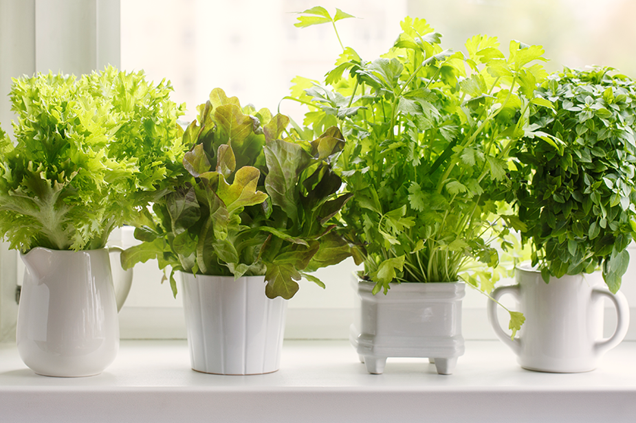 Edible Indoor Plants for Container Gardening