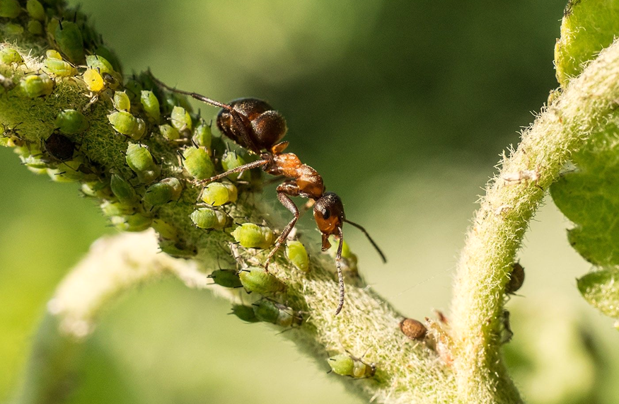 Effect of Pests on Container Plants