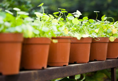 Effect of Temperature on Container Gardening