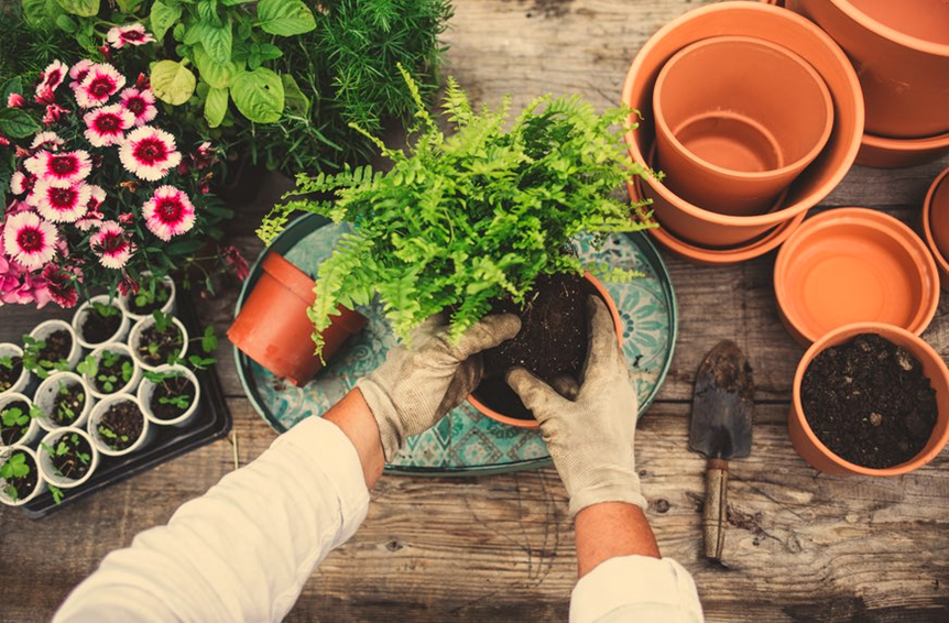 Essential tools for Potting Plants
