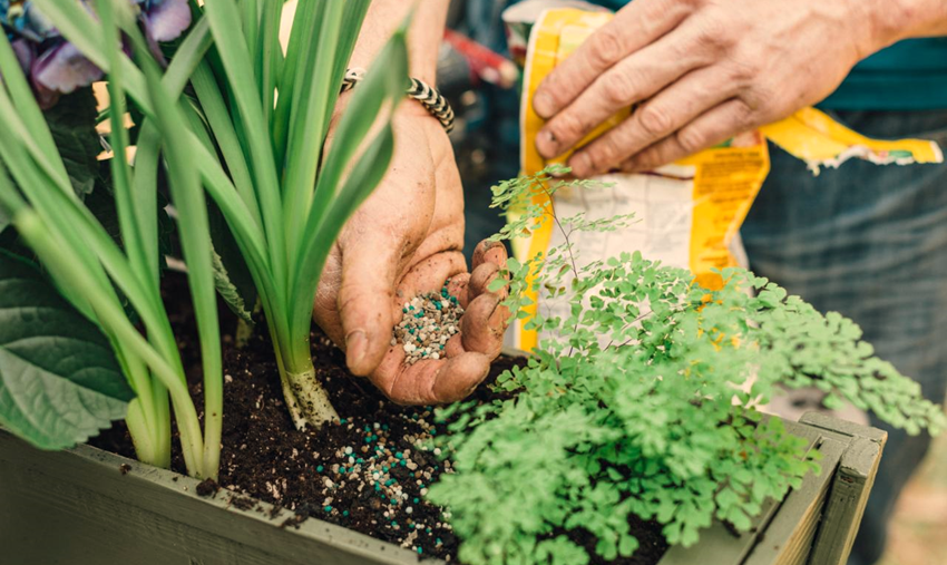Fast-release Fertilizers for Indoor Container Gardening