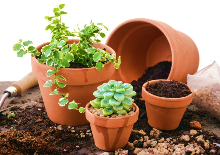 Good Soil Mixes for Container Plants