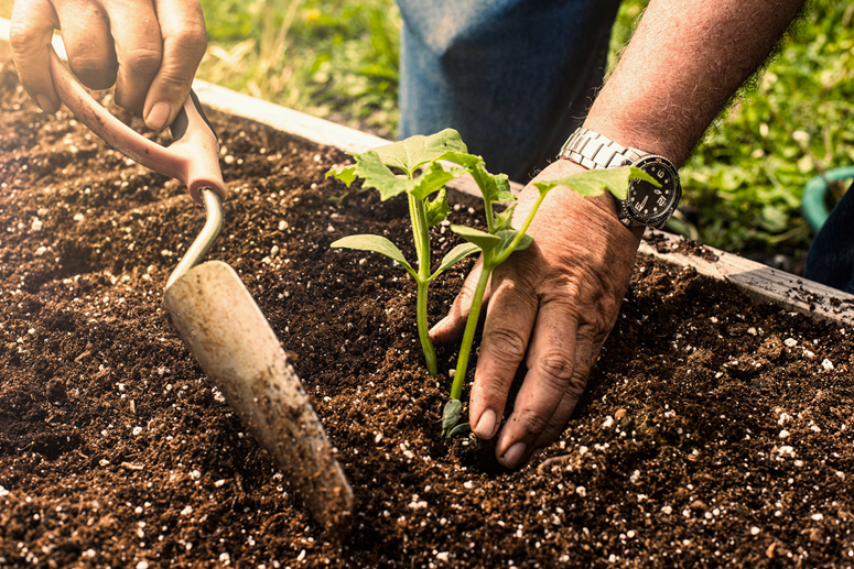 Good Soil Mixtures to Grow Vegetables