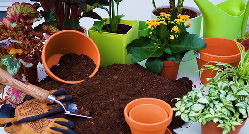 Good Soil Structure for Container Plants