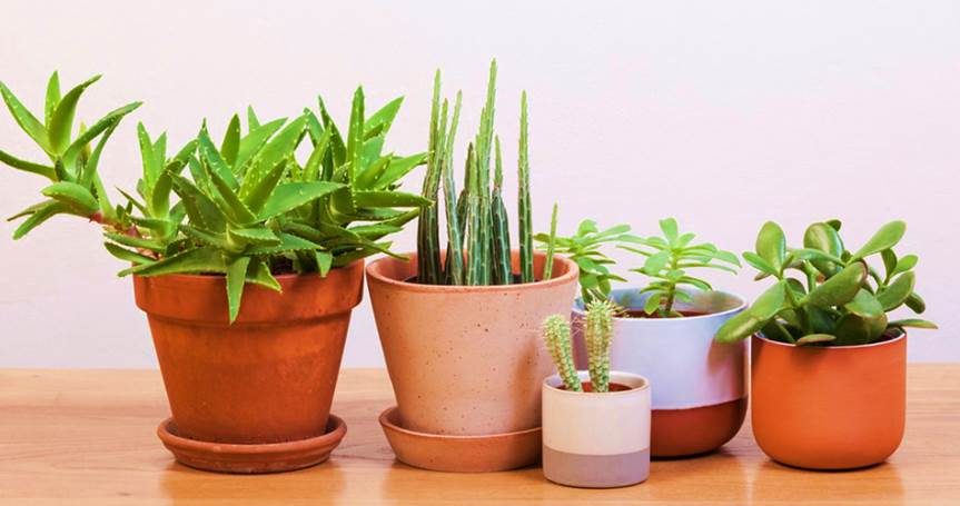 Growing Cactus and Succulents in Containers