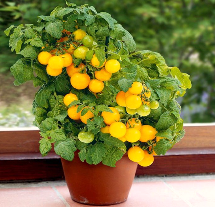 Growing Edibles by Container Gardening