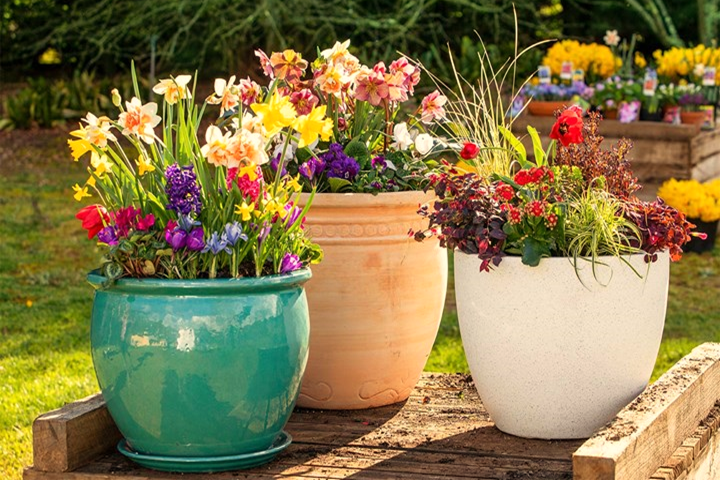 Growing Flowering Plants in Containers