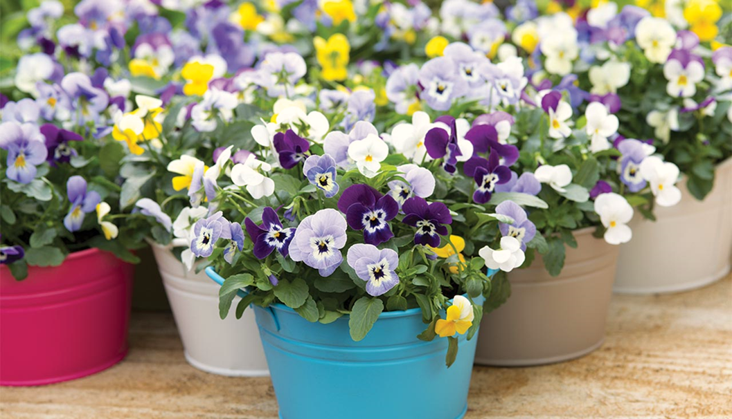 Growing Frost-Tender Plants in Containers