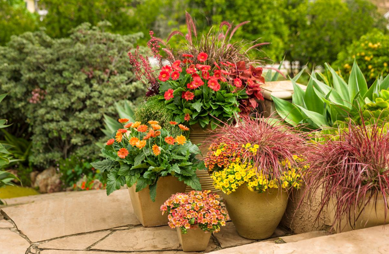 Growing Ornamental Plants in Containers