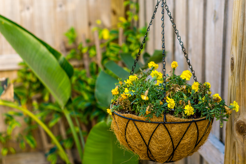 Hanging Baskets for Container Gardening