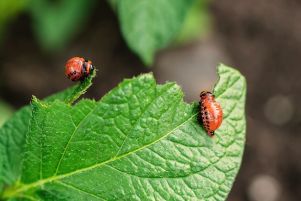 Harmful Insects for Container Gardening