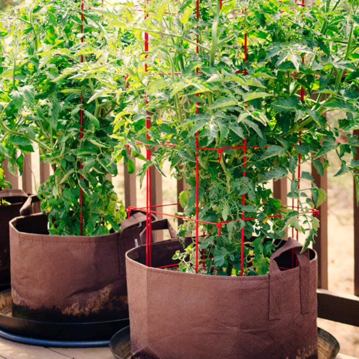 Hazards to Plants Grown in Containers