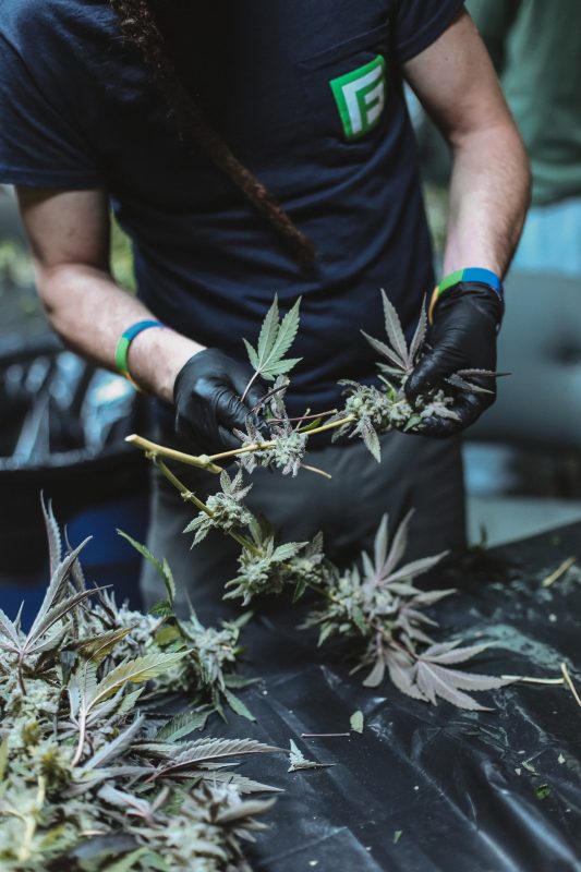 How To Clean Your Plant Allotment From Weed