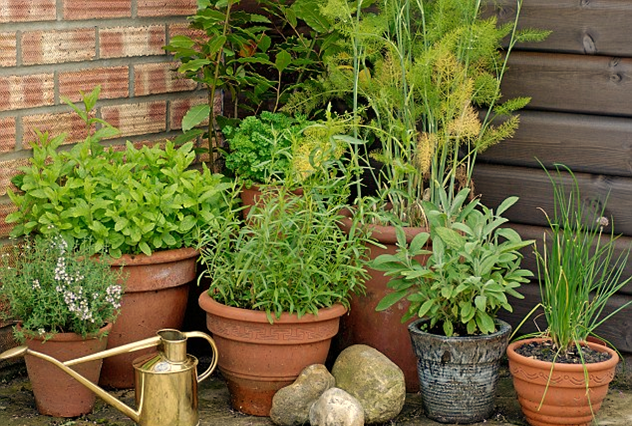 Ideal Pots for Container Gardening