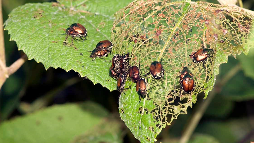 Methods of Pest and Disease Control in Plants