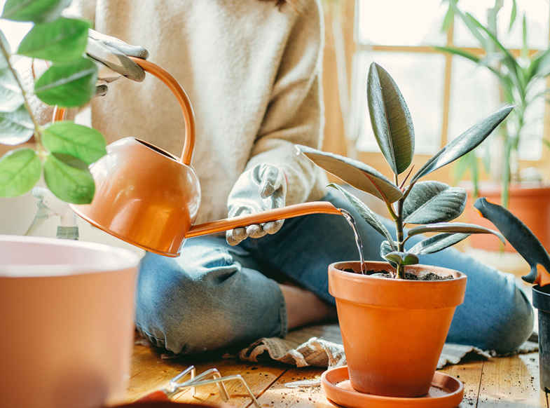 Methods of Watering Indoor Plants