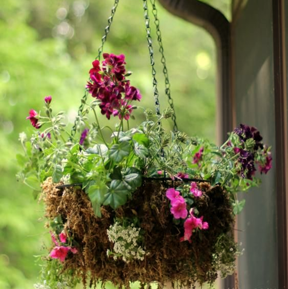 Moss-lined Hanging Basket for Gardening